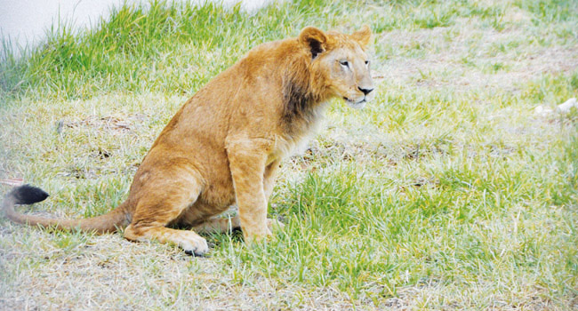 CELA SE PASSE A MOSTALAND : Des humains qui agressent...des animaux !