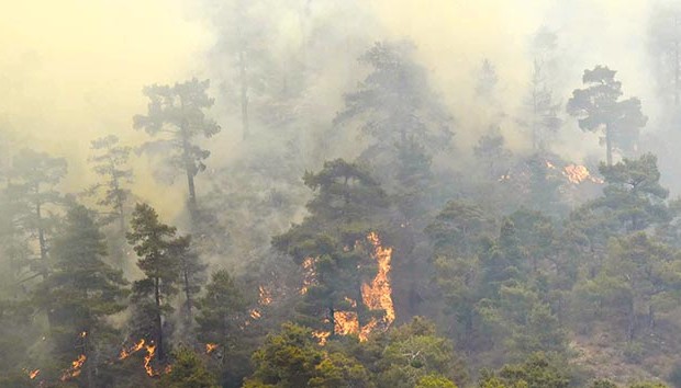 Le patrimoine forestier ravagé par les incendies