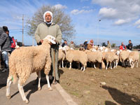 ظاهرة سرقة المواشي تهدد مربي الأغنام بولاية المسيلة