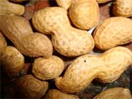 8.000 quintaux attendus cette saison                                    Ghardaia, Production d'arachides