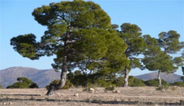 M'sila/Forêt d'Aïn Ghrab : Pour un bol d'air pur