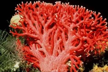Le corail rouge: une richesse en danger