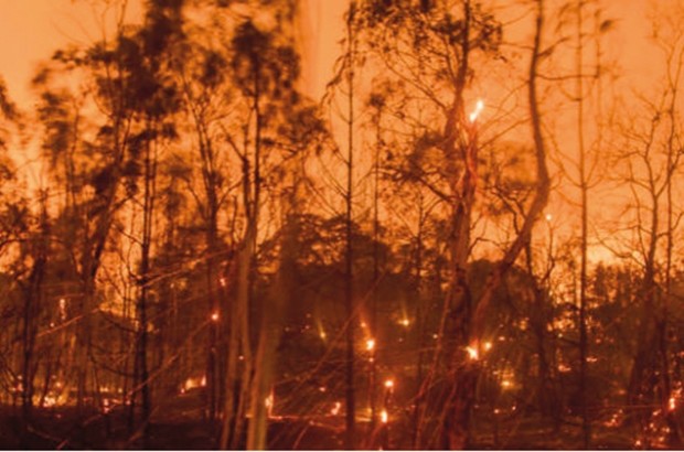 Les incendies ont ravagé 5 750 hectares de couvert végétal
