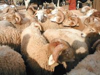 Le mouton largement disponible pour le sacrifice le jour de l'Aïd El Adha