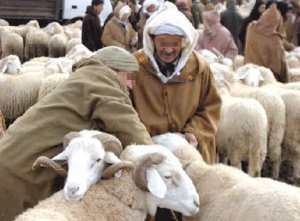 36 نقطة بيع الأضاحي بتيبازة بداية من هذا الأسبوع