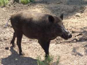 الخنازير تتلف آلاف الهكتارات من المحاصيل الزراعية والأشجار بمعسكر