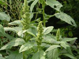 L’amarante réfléchie قطيفة :