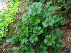 La mauve (خُبّيزة) :