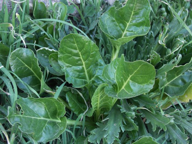 Blette sauvage/Bette Maritime سلق: