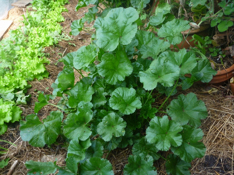 La mauve (خُبّيزة) :