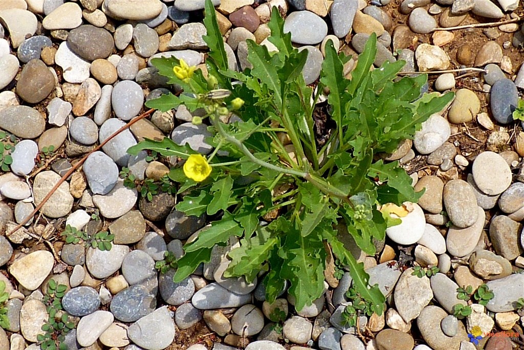 La roquette sauvage (جرجيرة/حآرّة) :