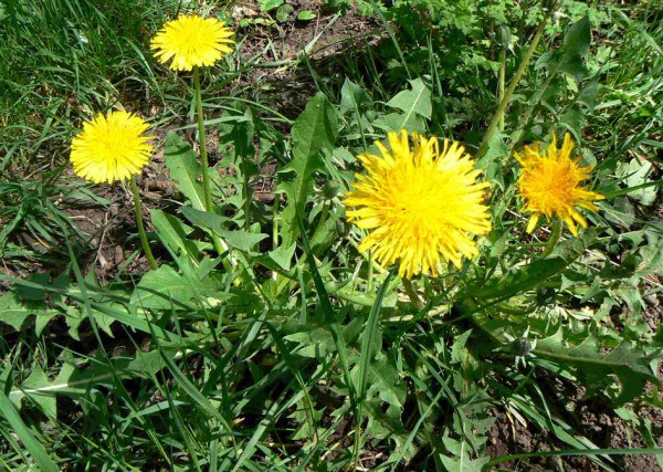 Le pissenlit (تيفآف) :