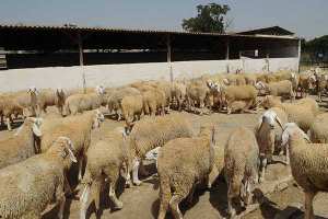 ارتفاع أسعار أضاحي العيد بداية الأسبوع بالجلفة