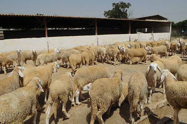 ارتفاع أسعار أضاحي العيد بداية الأسبوع بالجلفة