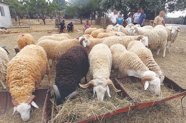 Mouton de l'Aïd : une saignée de plus pour les ménages
