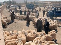 Les marchés de bétail et les campements des nomades sous haute surveillance A l'approche de l'Aïd el adha