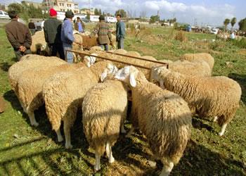 «Le mouton de l'Aïd largement disponible»                                    LE MINISTRE DE L'AGRICULTURE RASSURE