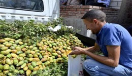 Constantine : El-Handi, ce fruit très prisé