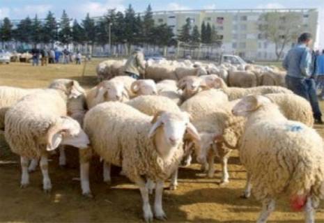 Les prix des moutons dissuadent les acheteurs à Constantine