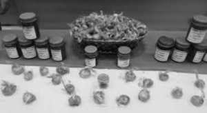 Elle veut devenir un pôle de production:  Biskra se lance dans la culture du safran