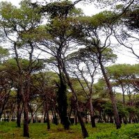 La récolte du liège compromise par les incendies à Tizi-Ouzou