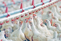 Un groupement régional d'intérêt commun                                    Batna, filière avicole