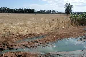 عشرات البساتين والمحاصيل تسقى بمياه الصرف الصحي ببومرداس