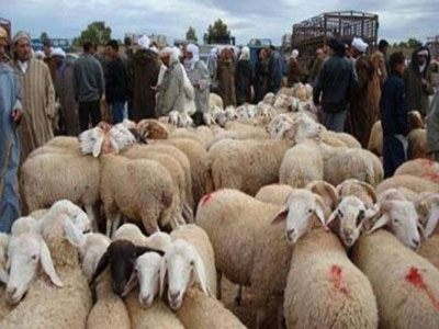 Aïd el Adha : Les points de vente des moutons élargis à l'ensemble des wilayas