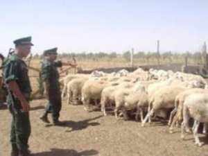 الجلفة : احباط محاولة سرقة 50 رأس من الماشية من قبل شخصين مسبوقين قضائيا