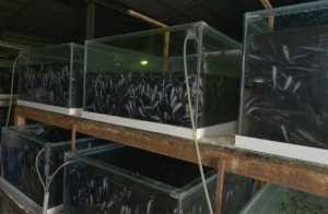 20 بالمائة من المنتوج الوطني للأسماك توفره ولاية عين تموشنت (وزير)