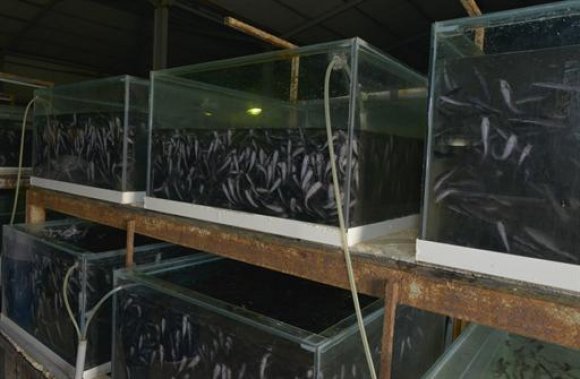 20 بالمائة من المنتوج الوطني للأسماك توفره ولاية عين تموشنت (وزير)