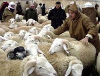 استفحال ظاهرة سرقة المواشي بالمسيلة                                    42 حادثة خلال 8 أشهر