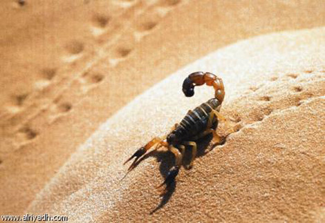 المصابون بالتسمم العقربي بغرداية يواجهون الموت البطيء