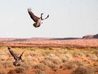 Une réintroduction fragile face à la voracité de l'homme Lâchers de près de 1.000 outardes Houbara à El Bayadh