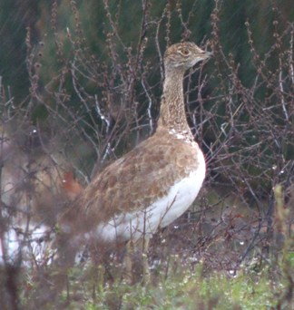 Repeupler pour pépétuer la chasse !