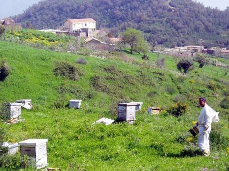 Commune de Bouzguène : journées d'étude sur la gelée royale                                    Tiziouzou : les autres articles