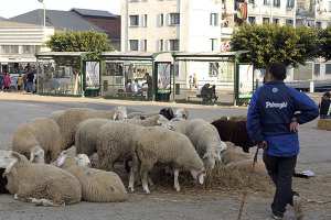 اختفاء محير لموّال بسكيكدة