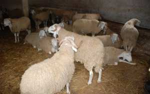 توقيف شخصين حاولا سرقة 50 رأس من الماشية في الجلفة