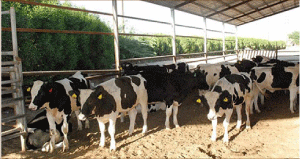 فيما تمت الموافقة على 44مشروعا بقيمة 850مليارا بالطارف