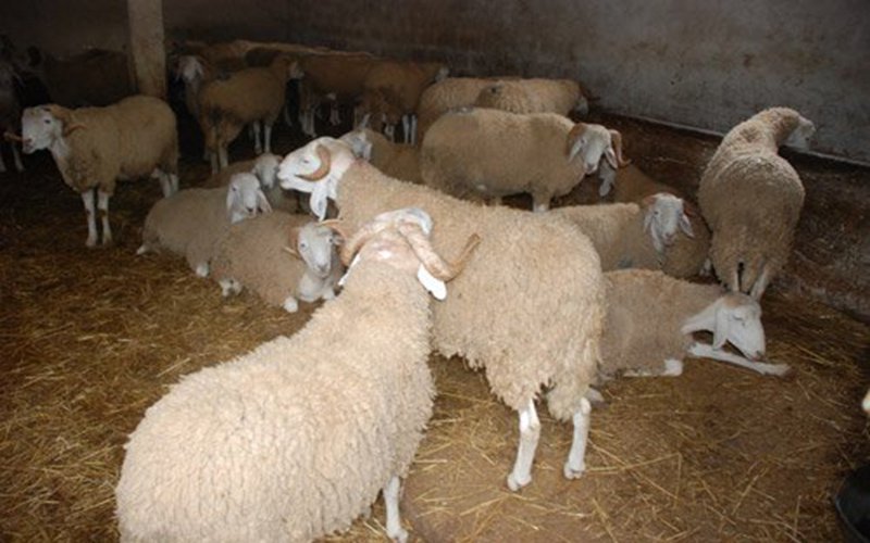 توقيف شخصين حاولا سرقة 50 رأس من الماشية في الجلفة