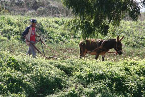Aïn Témouchent : l'oléiculture manque de bras                                    Actu Ouest : les autres articles