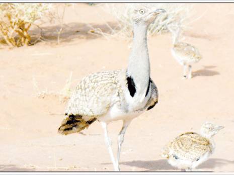 Repeupler pour perpétuer la chasse                                    Lâcher de 200 outardes houbara à Brezina (El Bayadh)
