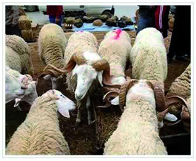 Flambée des prix                                    A quelques jours de l'Aid El Adha le pris du mouton demeure inaccessible