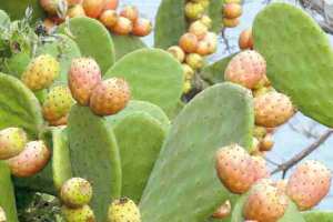 تبسة تحتضن فعاليات العيد الوطني الأول ل «الهندي»