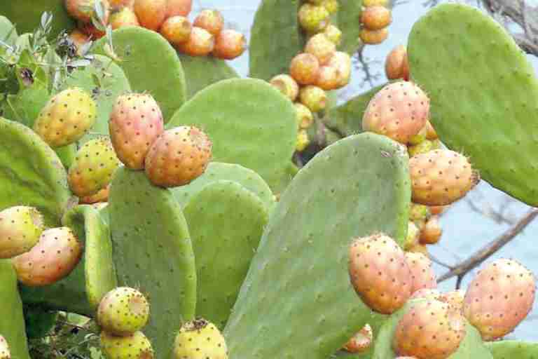 تبسة تحتضن فعاليات العيد الوطني الأول ل «الهندي»