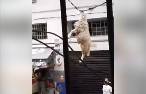 بالفيديو.. انقاذ كبش من موت محقق بعد سقوطه من عمارة بحي تيليملي بالعاصمة