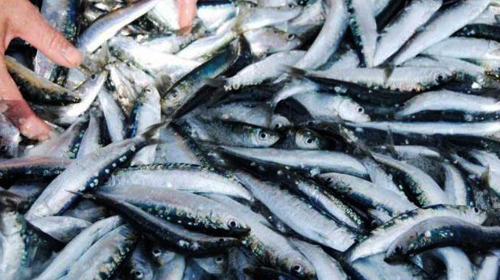 Le prix varie pour non-respect des tailles marchandes