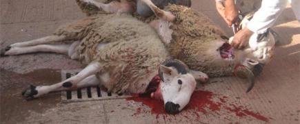 برنامج خاص لتسهيل عملية النحر والسلخ أيام العيد بالعاصمة