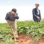 مشاكل تؤثر على تطوير الفلاحة ببسكرة                                    المسالك الفلاحية والعقود العرفية للأراضي والبيروقراطية