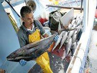 Le ministre de la pêche à AIn Témouchent                                    L'Algérie veut récupérer son quota de thon